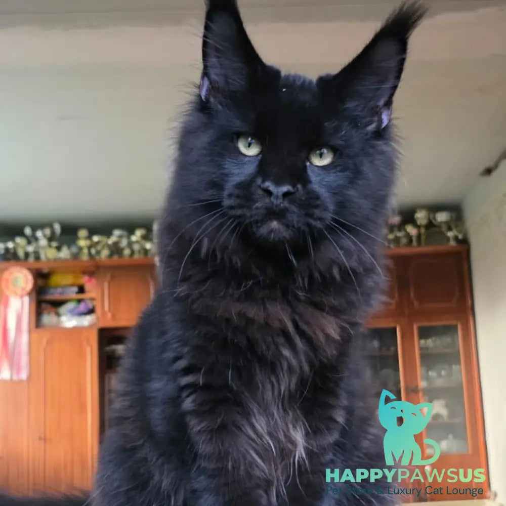 Yuppi Maine Coon male black - live animals