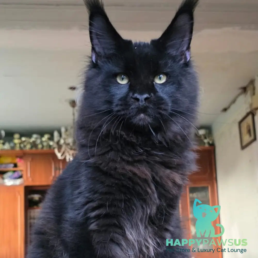 Yuppi Maine Coon male black - live animals