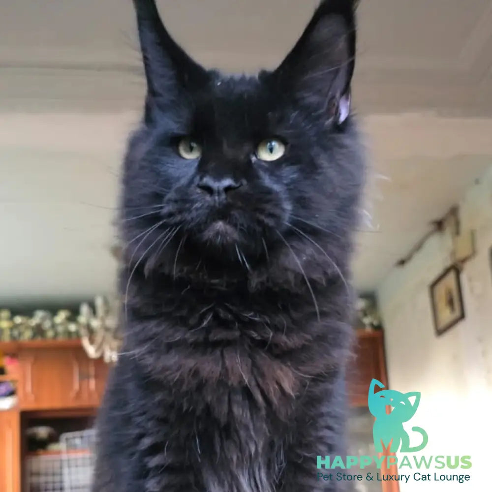 Yuppi Maine Coon male black - live animals