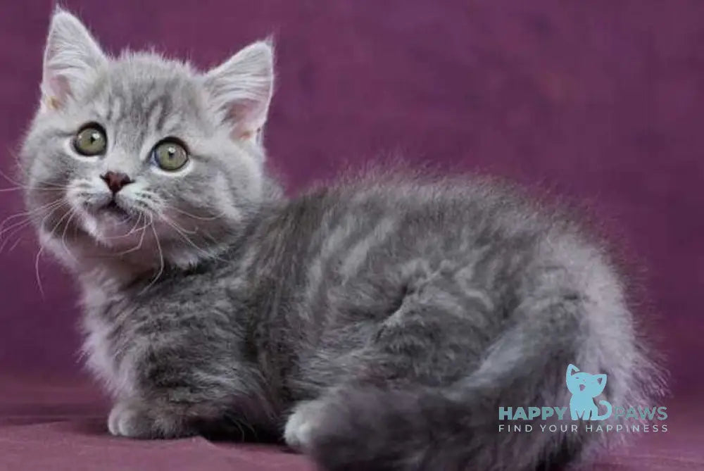 Yuri Munchkin male blue spotted tabby - live animals
