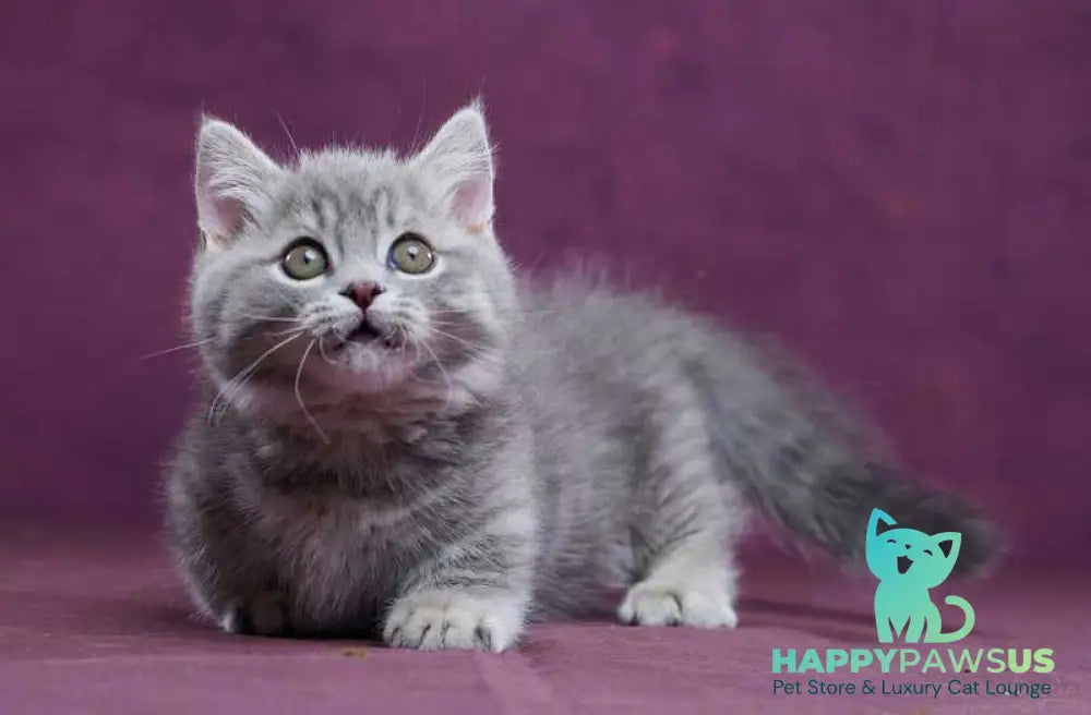Yuri Munchkin male blue spotted tabby - live animals
