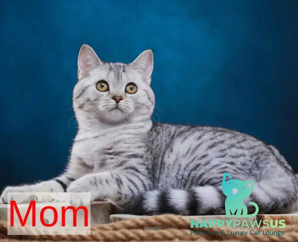 Yuri Munchkin male blue spotted tabby - live animals