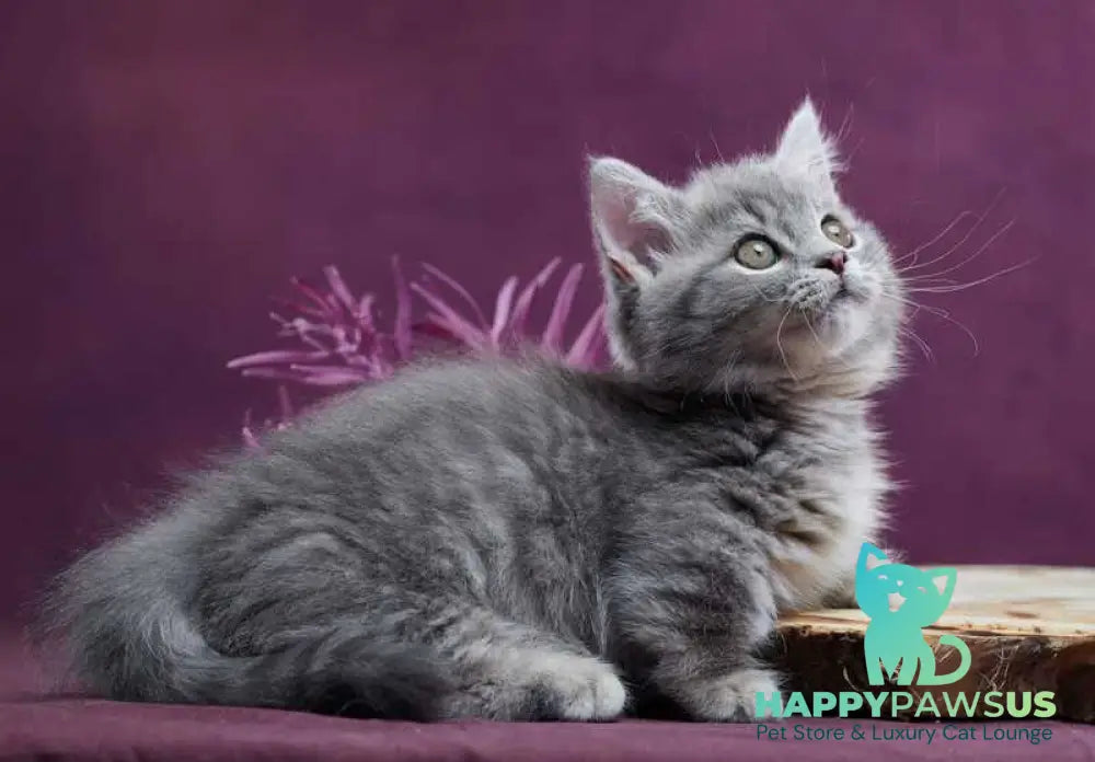 Yuri Munchkin male blue spotted tabby - live animals