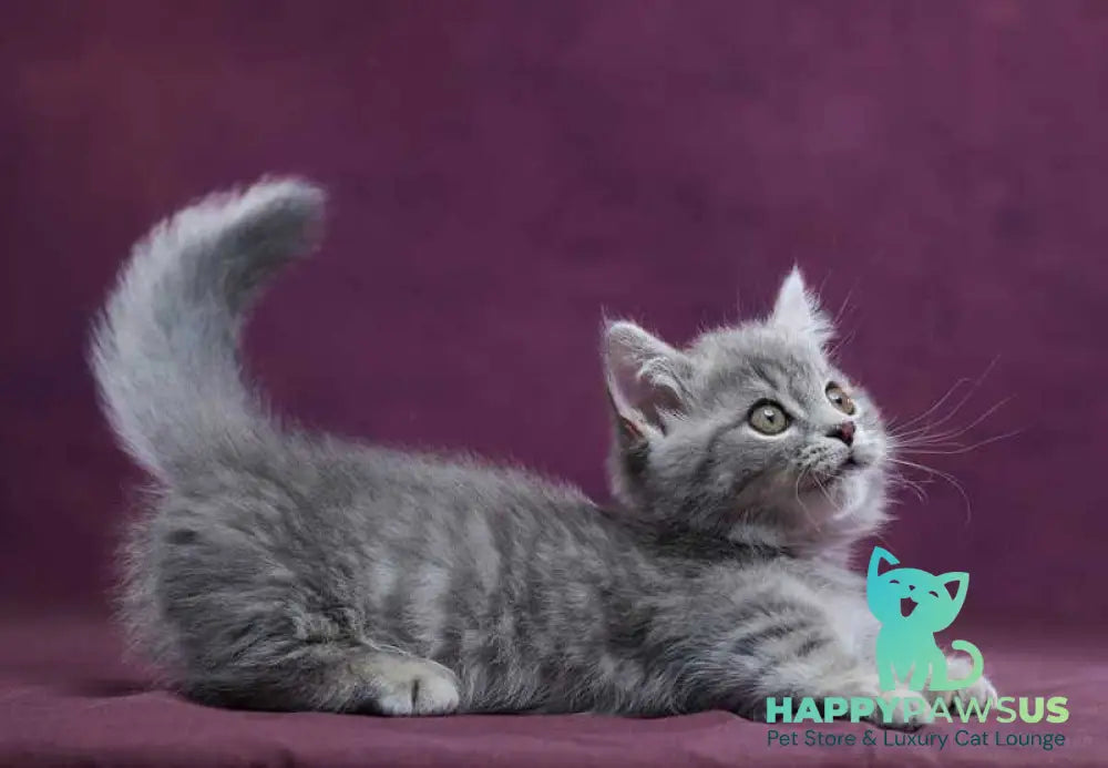 Yuri Munchkin male blue spotted tabby - live animals