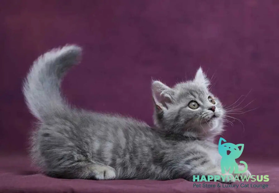 Yuri Munchkin male blue spotted tabby - live animals