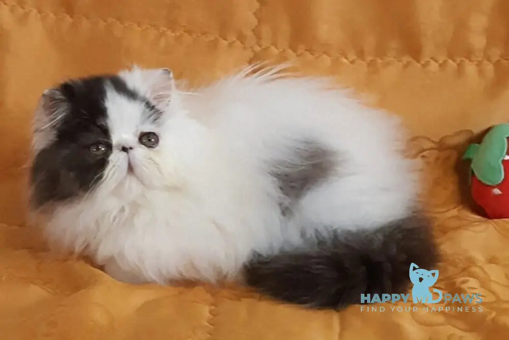 Yuri Persian male black silver van live animals