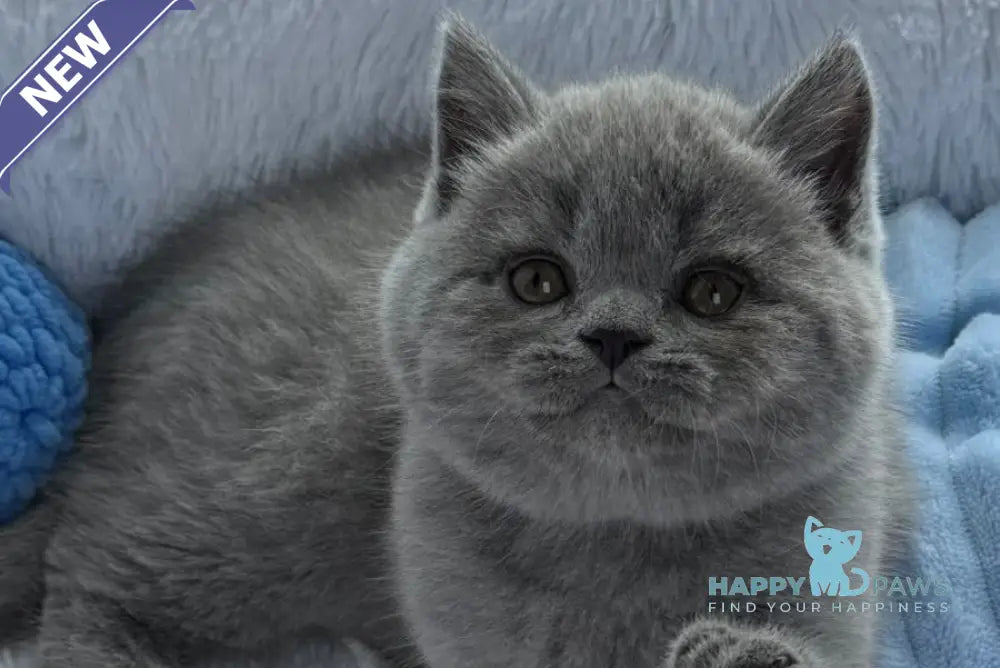 Yuri Scottish Straight male blue live animals