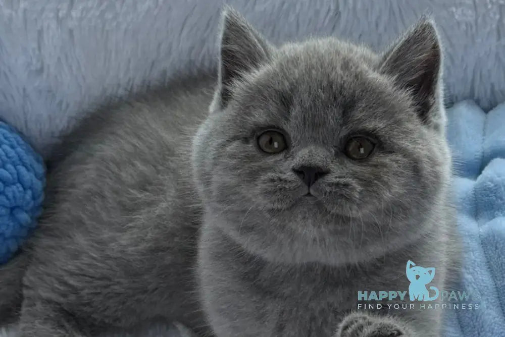 Yuri Scottish Straight male blue live animals