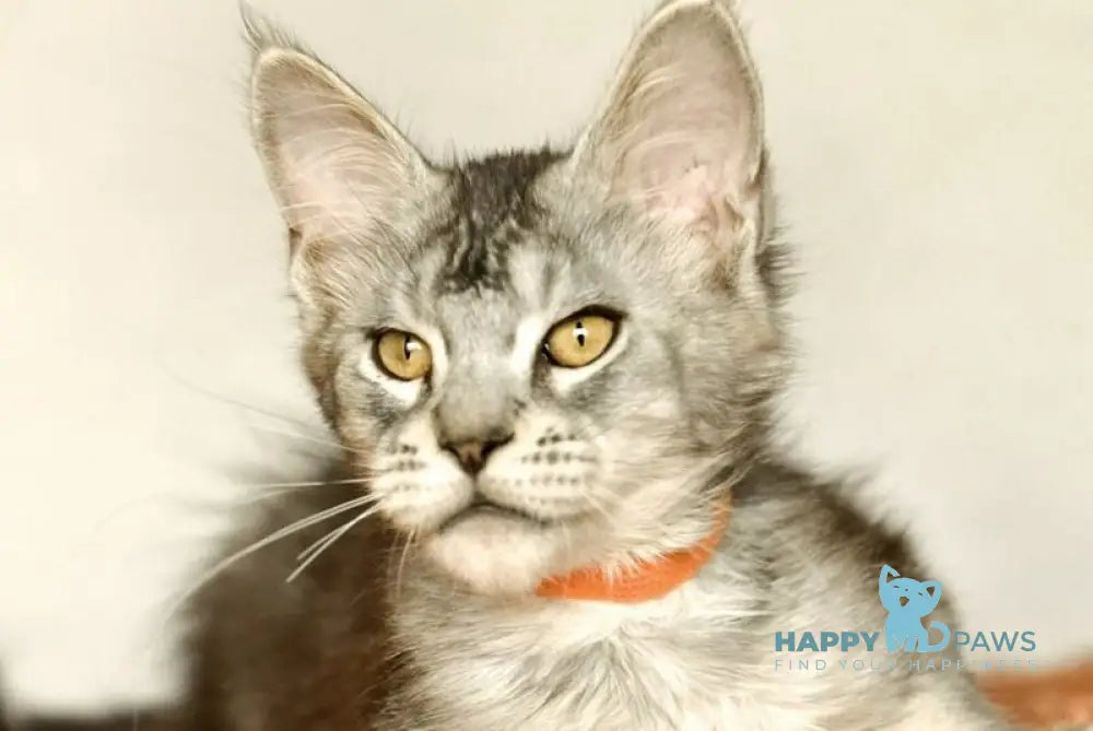 Yusef Maine Coon male black silver ticked tabby live animals