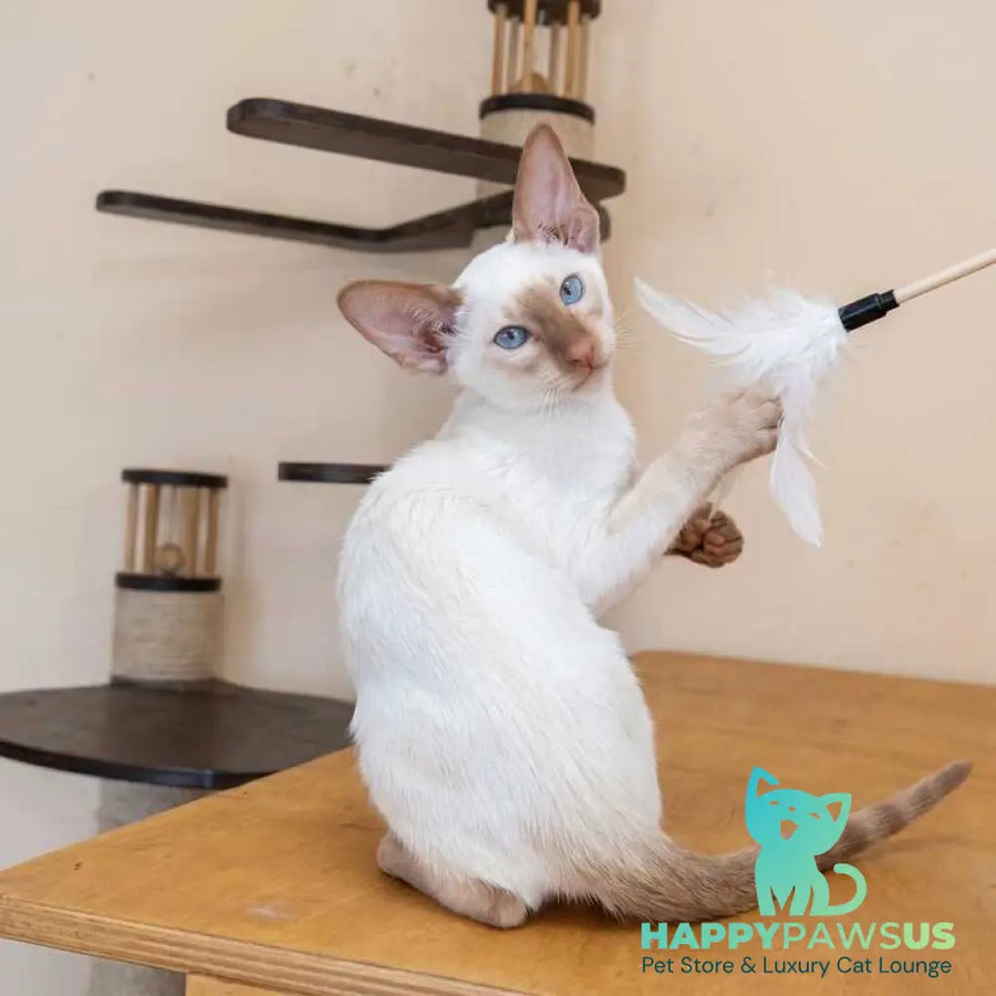 Yuvelir Siamese male cinnamon - live animals