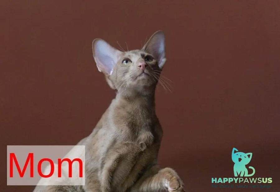 Yuvelir Siamese male cinnamon - live animals
