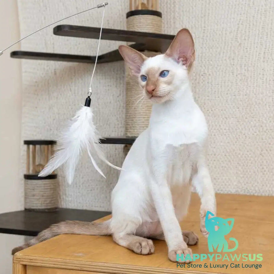 Yuvelir Siamese male cinnamon - live animals