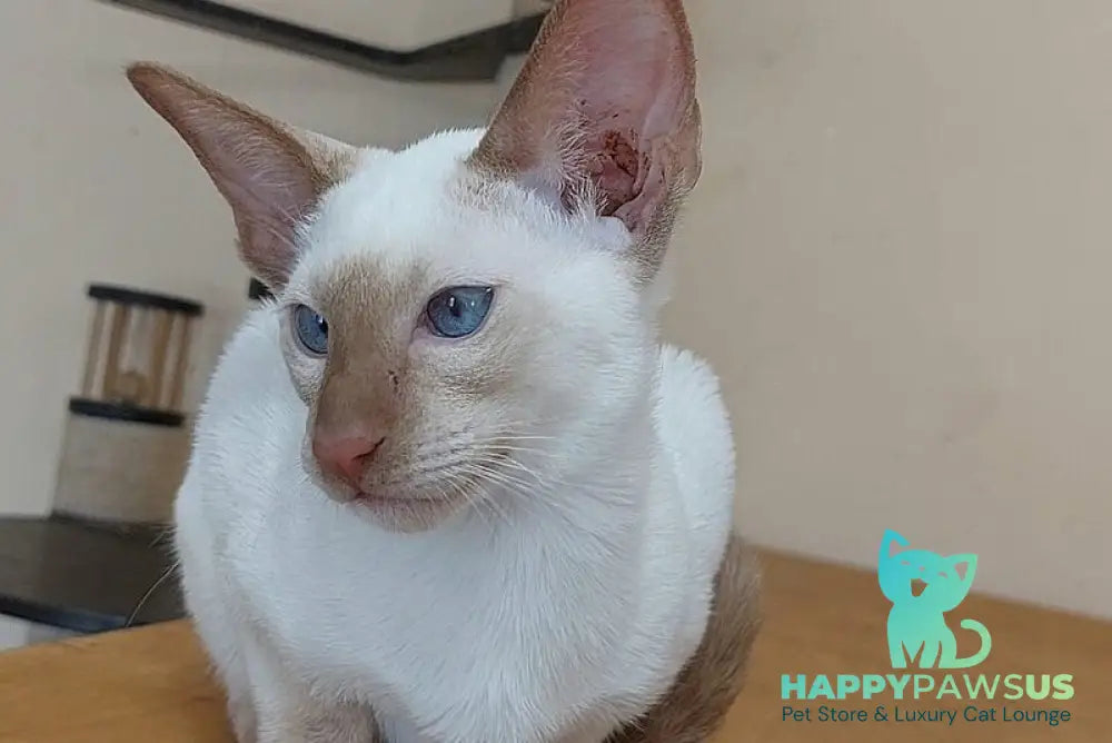 Yuvelir Siamese male cinnamon - live animals