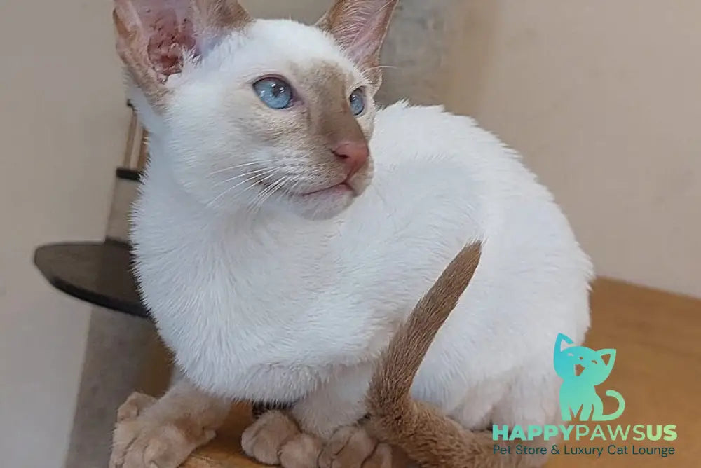 Yuvelir Siamese male cinnamon - live animals