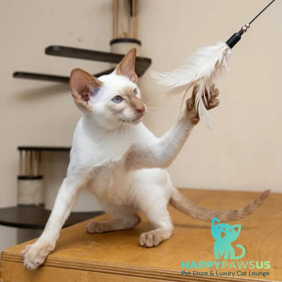 Yuvelir Siamese male cinnamon - live animals