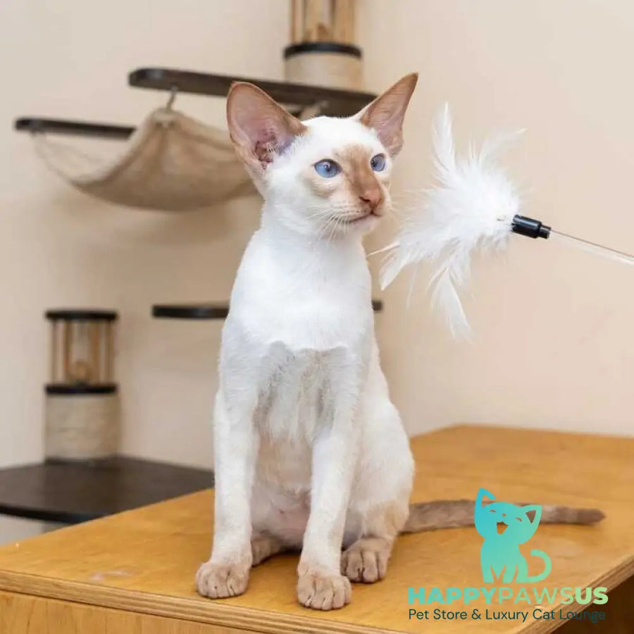 Yuvelir Siamese male cinnamon - live animals