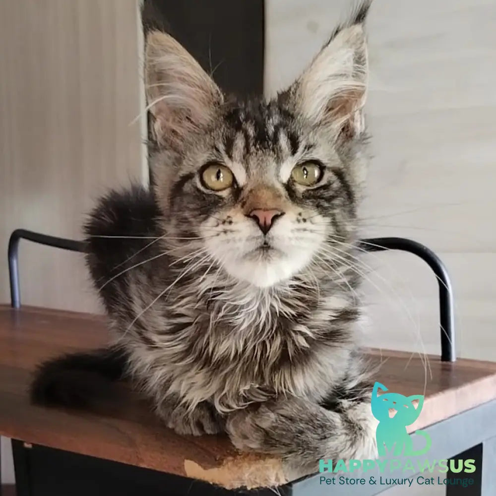 Yvaine Maine Coon polydactyl 6x6x6x6 female black tabby - live animals