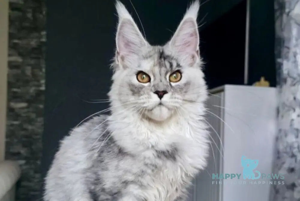 Yvela Maine Coon female black tortie blue tabby live animals