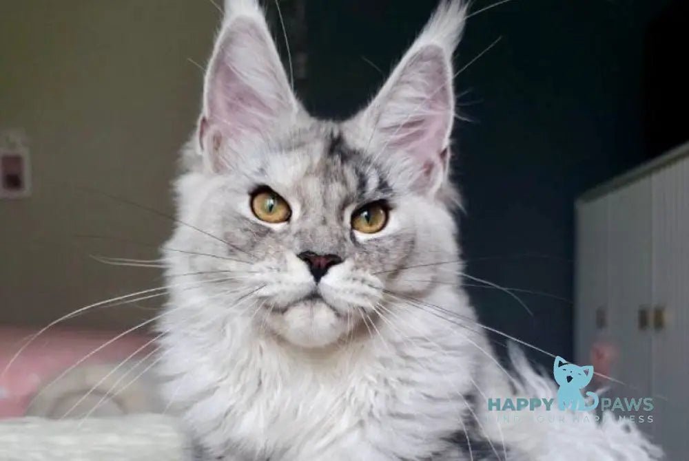 Yvela Maine Coon female black tortie blue tabby live animals