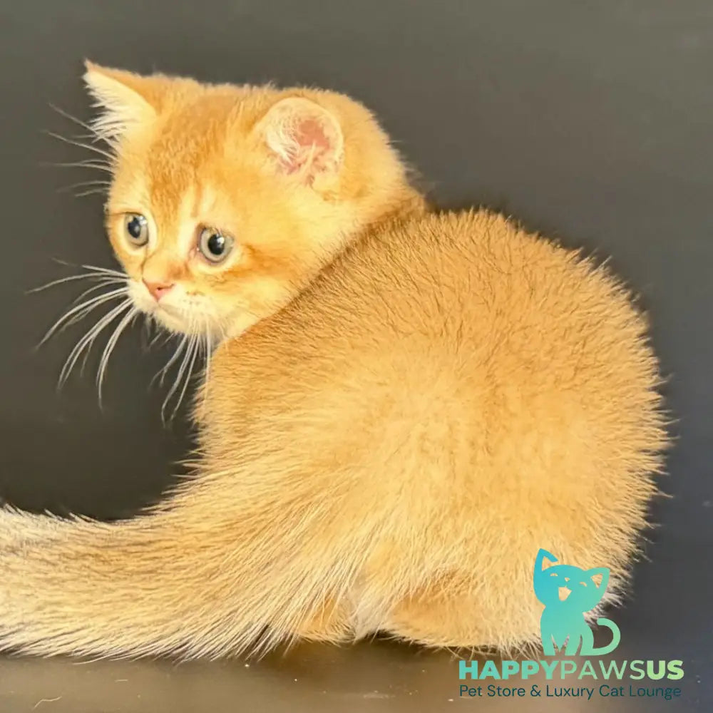 Yven Munchkin male black golden shaded - live animals