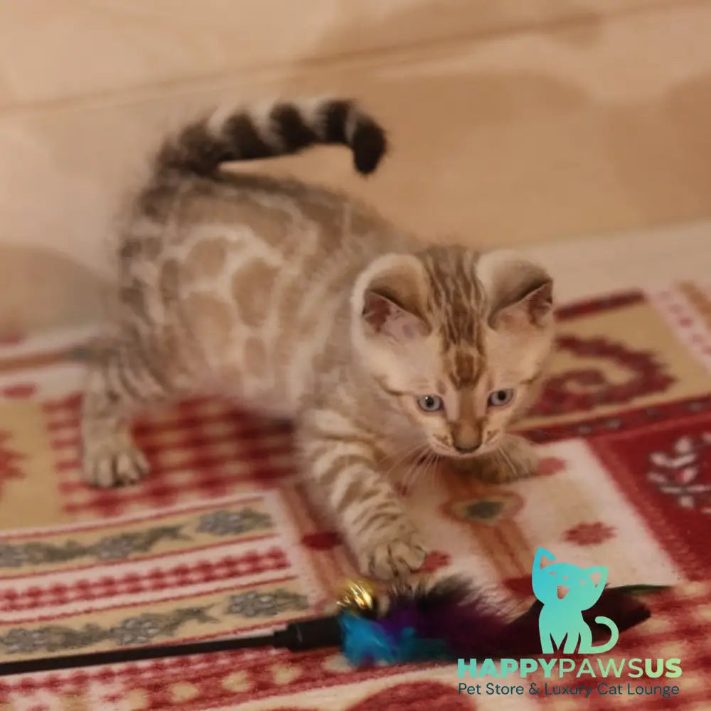 Yves Bengal male seal spotted tabby pointed - live animals