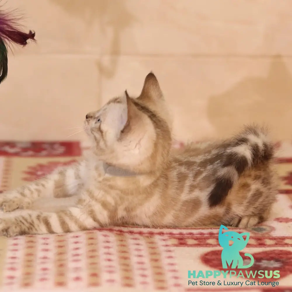 Yves Bengal male seal spotted tabby pointed - live animals