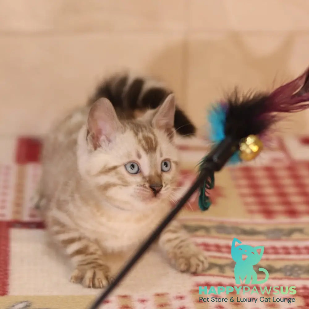 Yves Bengal male seal spotted tabby pointed - live animals