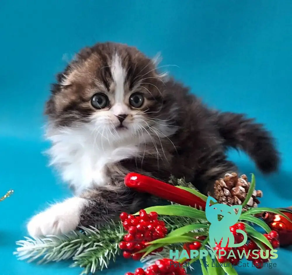 Yves Saint Lauren Scottish Fold male black tabby bicolour live animals