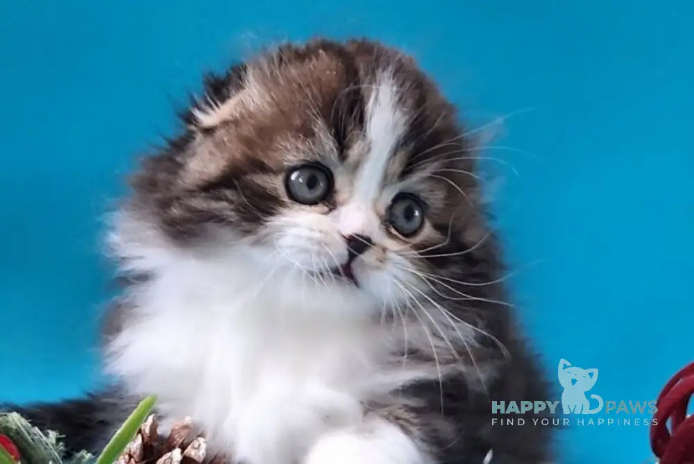 Yves Saint Lauren Scottish Fold male black tabby bicolour live animals