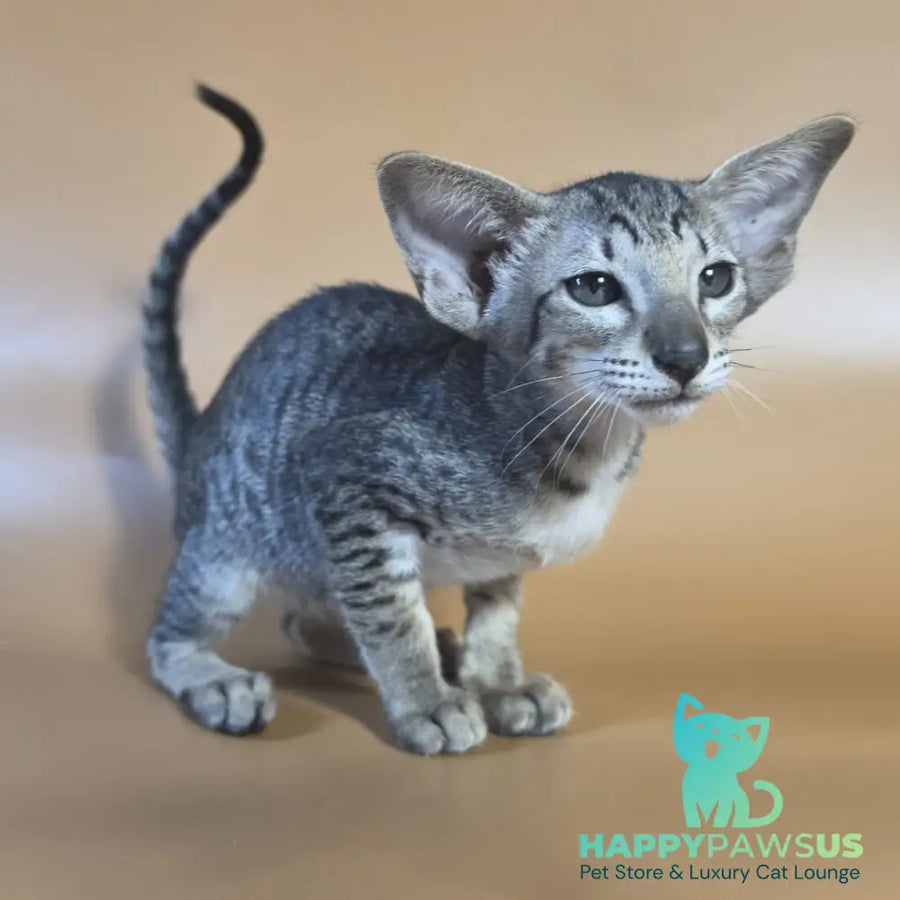 Yvette Oriental Shorthair female black spotted tabby - live animals