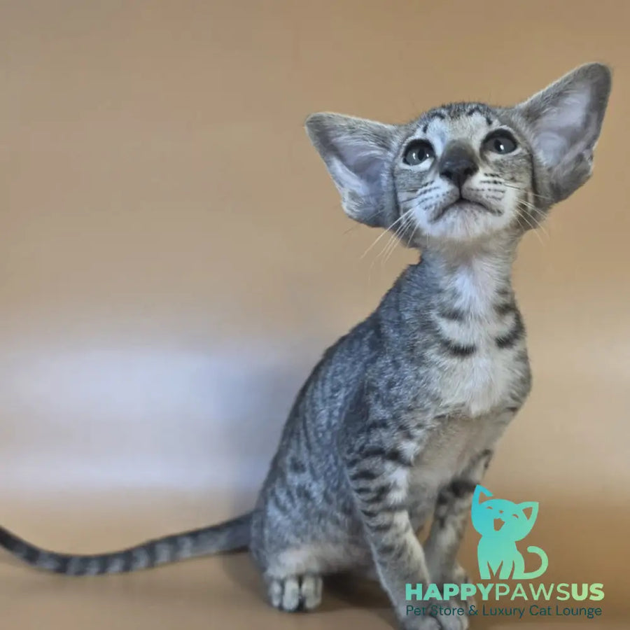 Yvette Oriental Shorthair female black spotted tabby - live animals