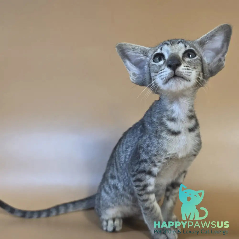 Yvette Oriental Shorthair female black spotted tabby - live animals