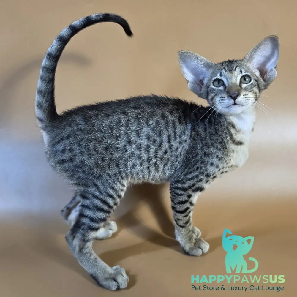 Yvette Oriental Shorthair female black spotted tabby - live animals