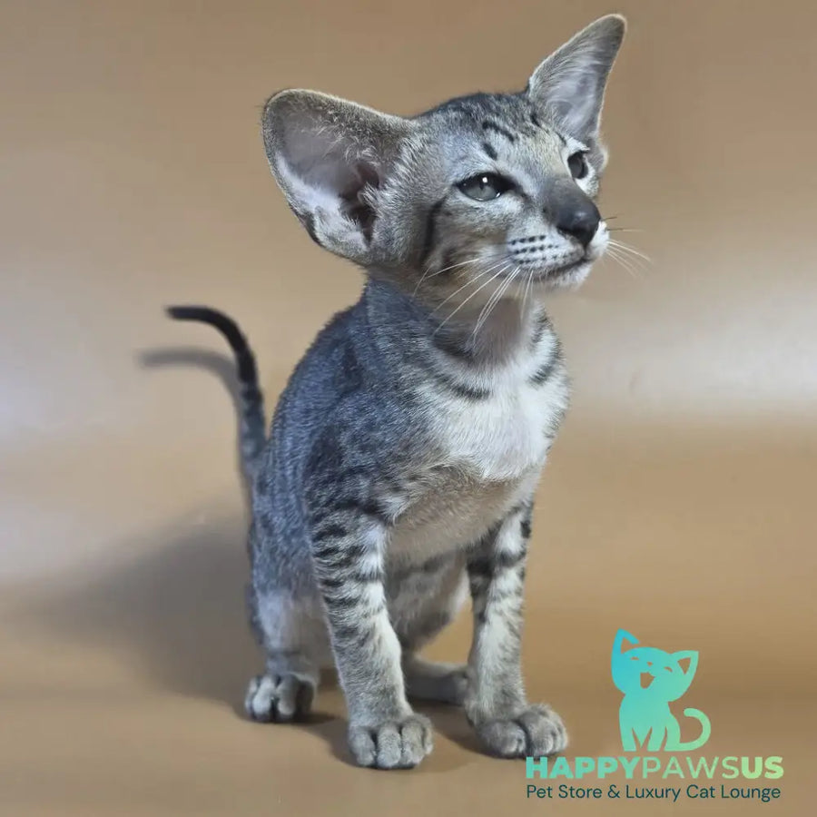 Yvette Oriental Shorthair female black spotted tabby - live animals