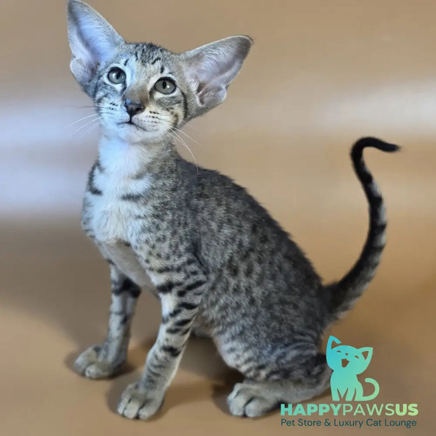 Yvette Oriental Shorthair female black spotted tabby - live animals