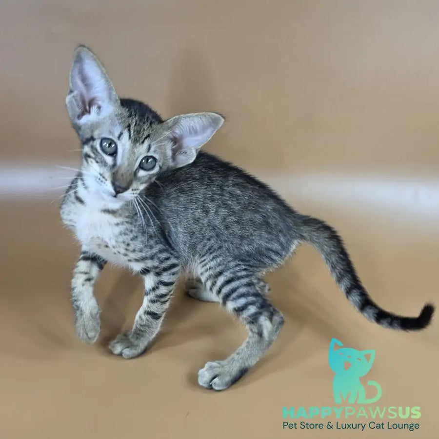 Yvette Oriental Shorthair female black spotted tabby - live animals