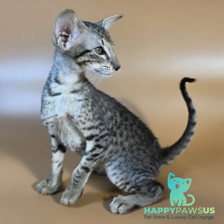 Yvette Oriental Shorthair female black spotted tabby - live animals