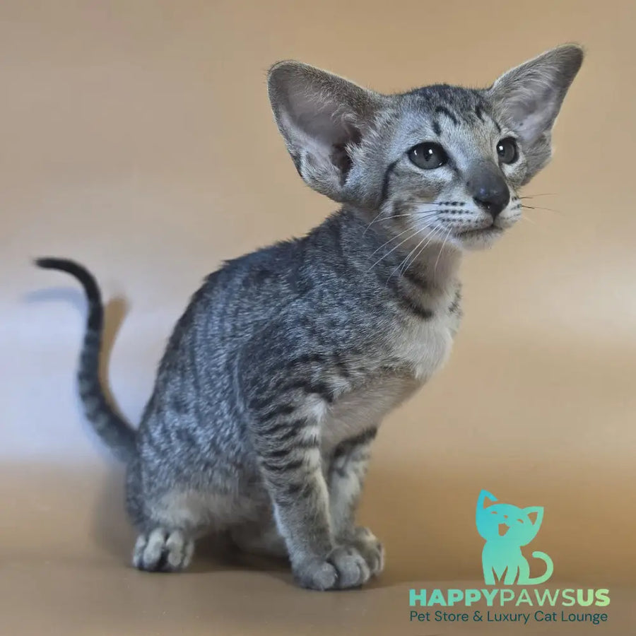 Yvette Oriental Shorthair female black spotted tabby - live animals