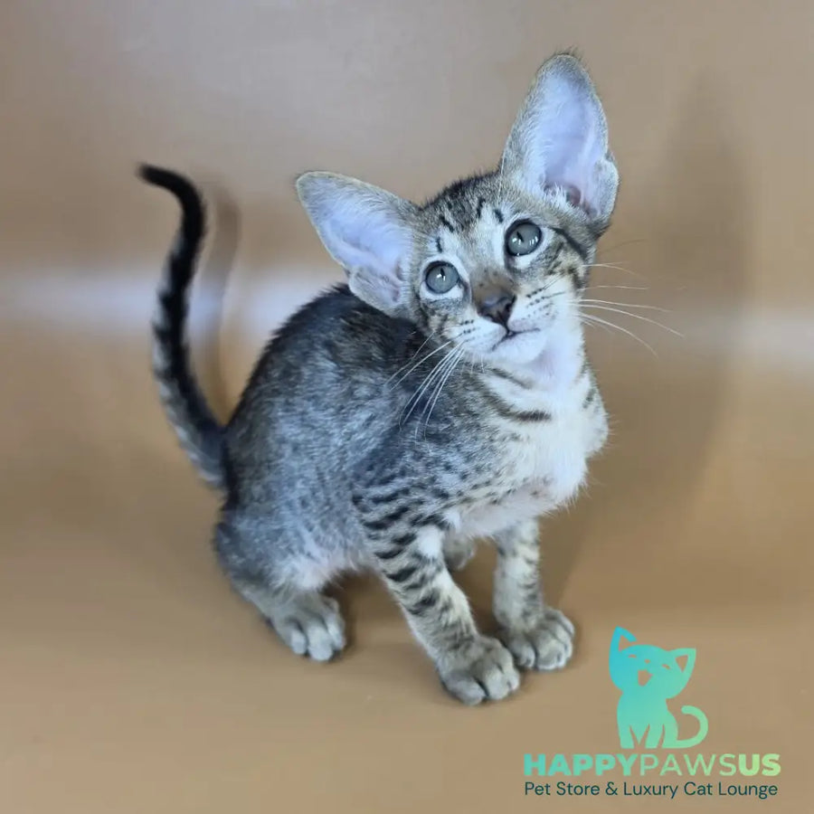 Yvette Oriental Shorthair female black spotted tabby - live animals