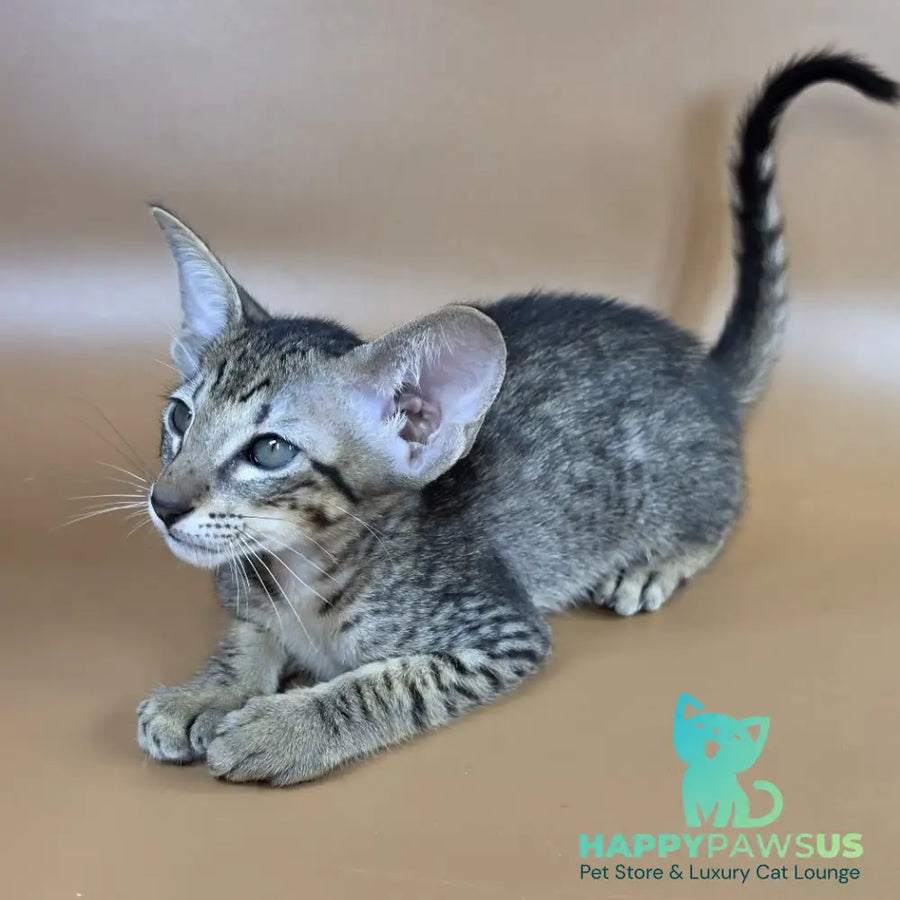 Yvette Oriental Shorthair female black spotted tabby - live animals