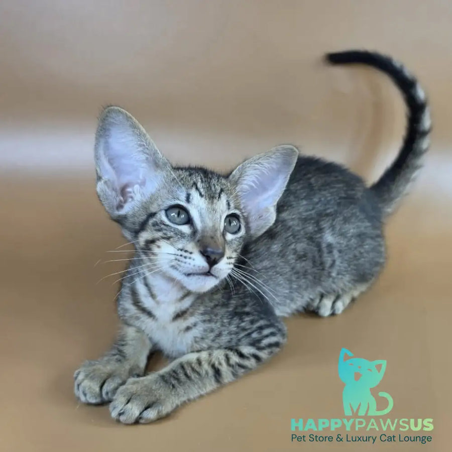 Yvette Oriental Shorthair female black spotted tabby - live animals