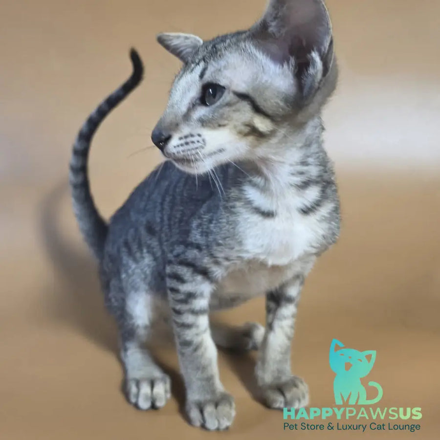 Yvette Oriental Shorthair female black spotted tabby - live animals