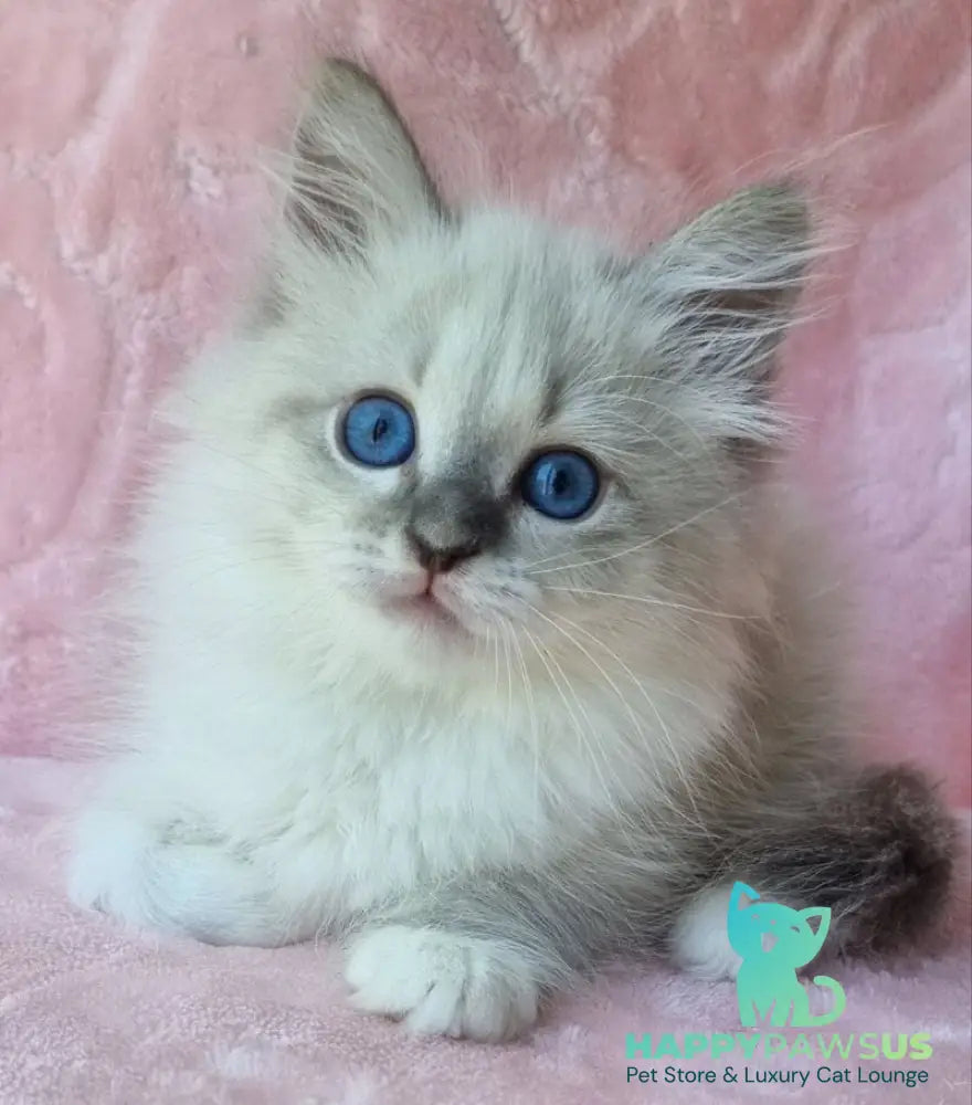Yvette Siberian female blue tabby pointed with white - live animals