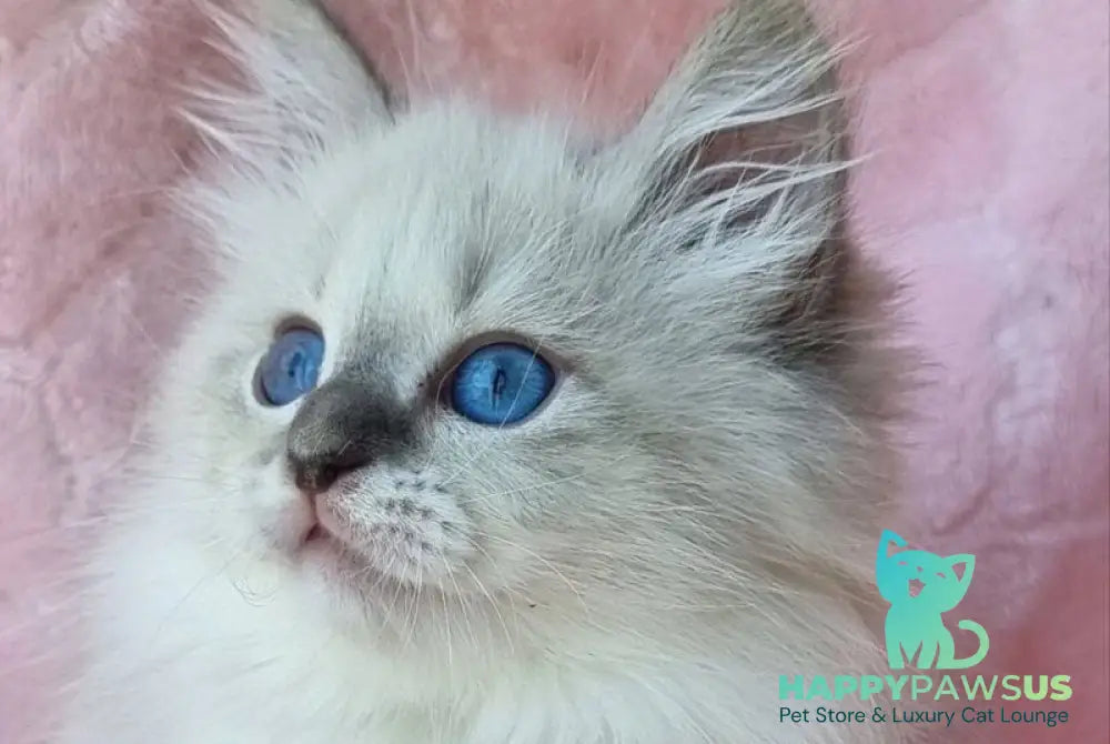Yvette Siberian female blue tabby pointed with white - live animals