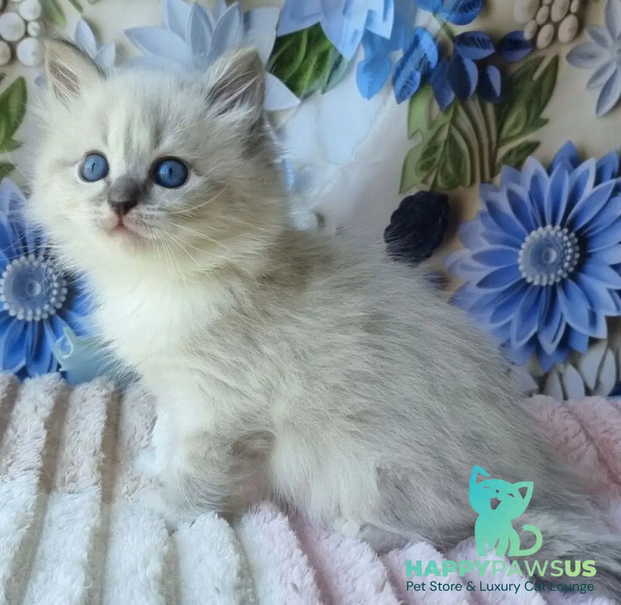 Yvette Siberian female blue tabby pointed with white - live animals