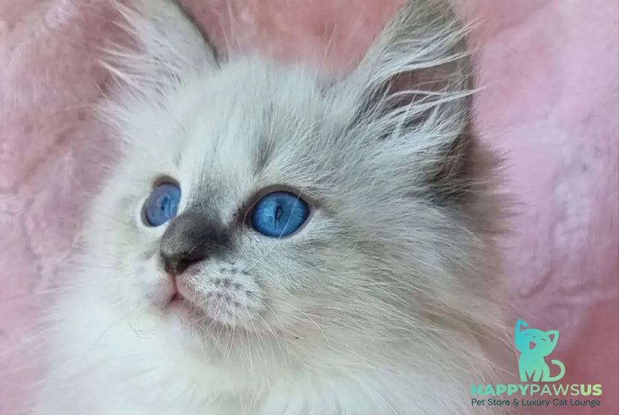 Yvette Siberian female blue tabby pointed with white - live animals