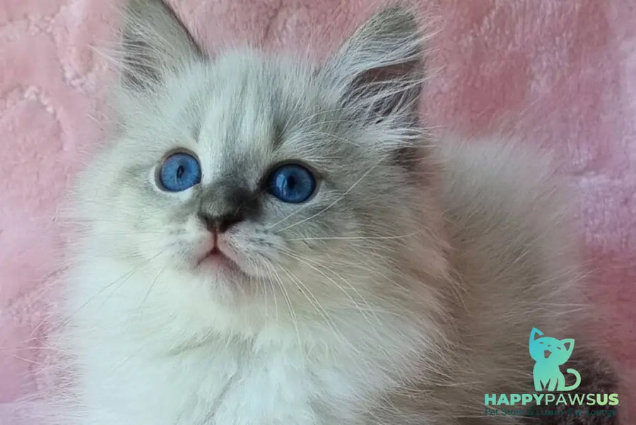 Yvette Siberian female blue tabby pointed with white - live animals