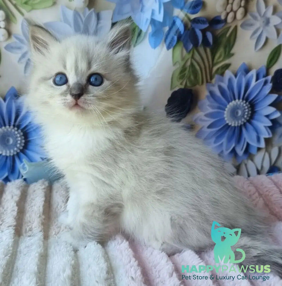 Yvette Siberian female blue tabby pointed with white - live animals
