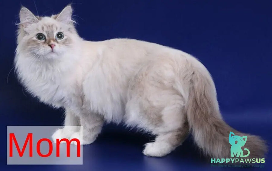Yvette Siberian female blue tabby pointed with white - live animals