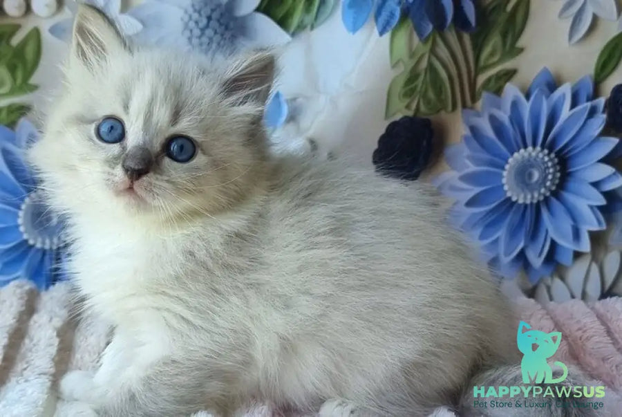 Yvette Siberian female blue tabby pointed with white - live animals